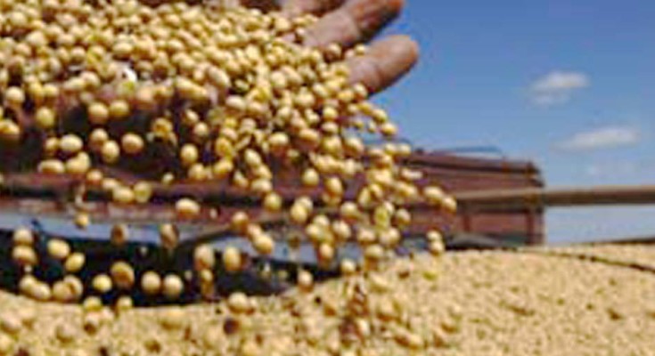 Resultado de imagem para soja