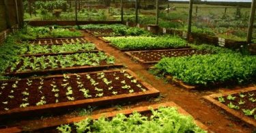 Resultado de imagem para horta